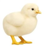 جوجه یک روزه