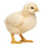 جوجه گوشتی یک روزه