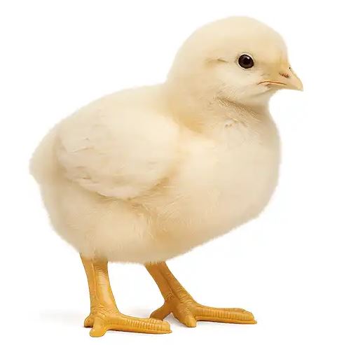 جوجه گوشتی یک روزه