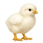 جوجه گوشتی یک روزه