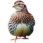 جوجه بلدرچین