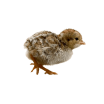 جوجه کبک یک روزه